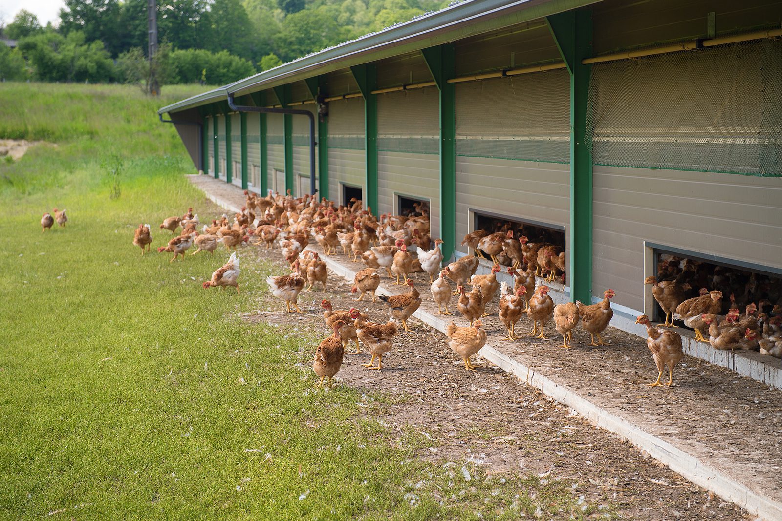 Free-range laying hens exiting the barn for outdoor access.