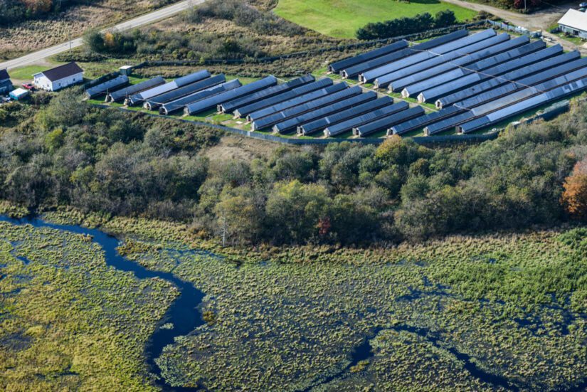 A mink fur farm and algae bloom on nearby water way in Nova Scotia.