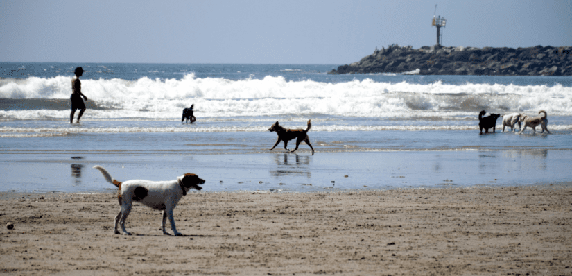 is it safe to take a dog to the beach