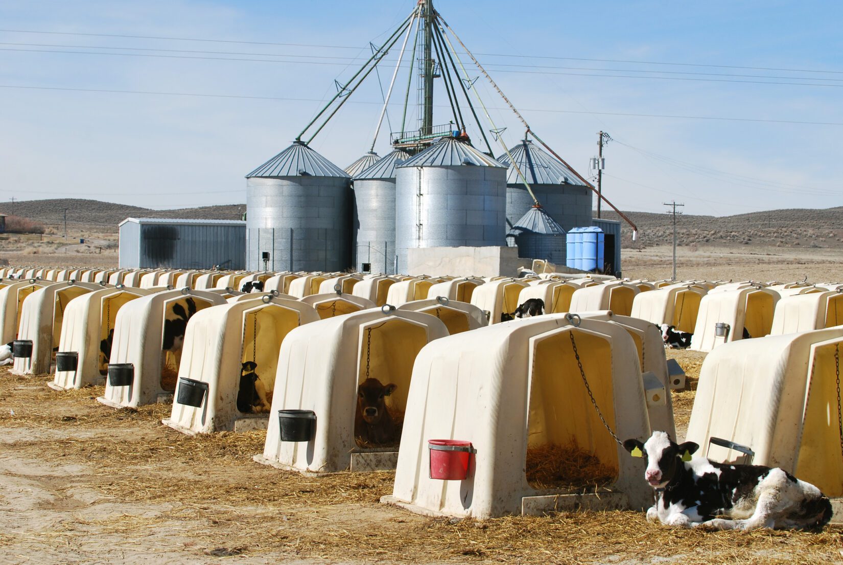 Dairy calves tethered to plastic hutches 