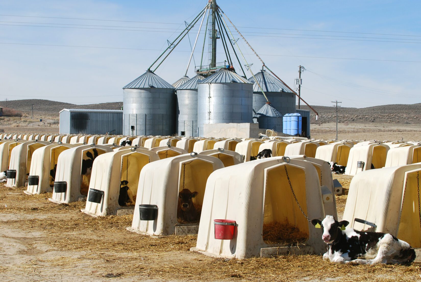 Dairy calves tethered to plastic hutches