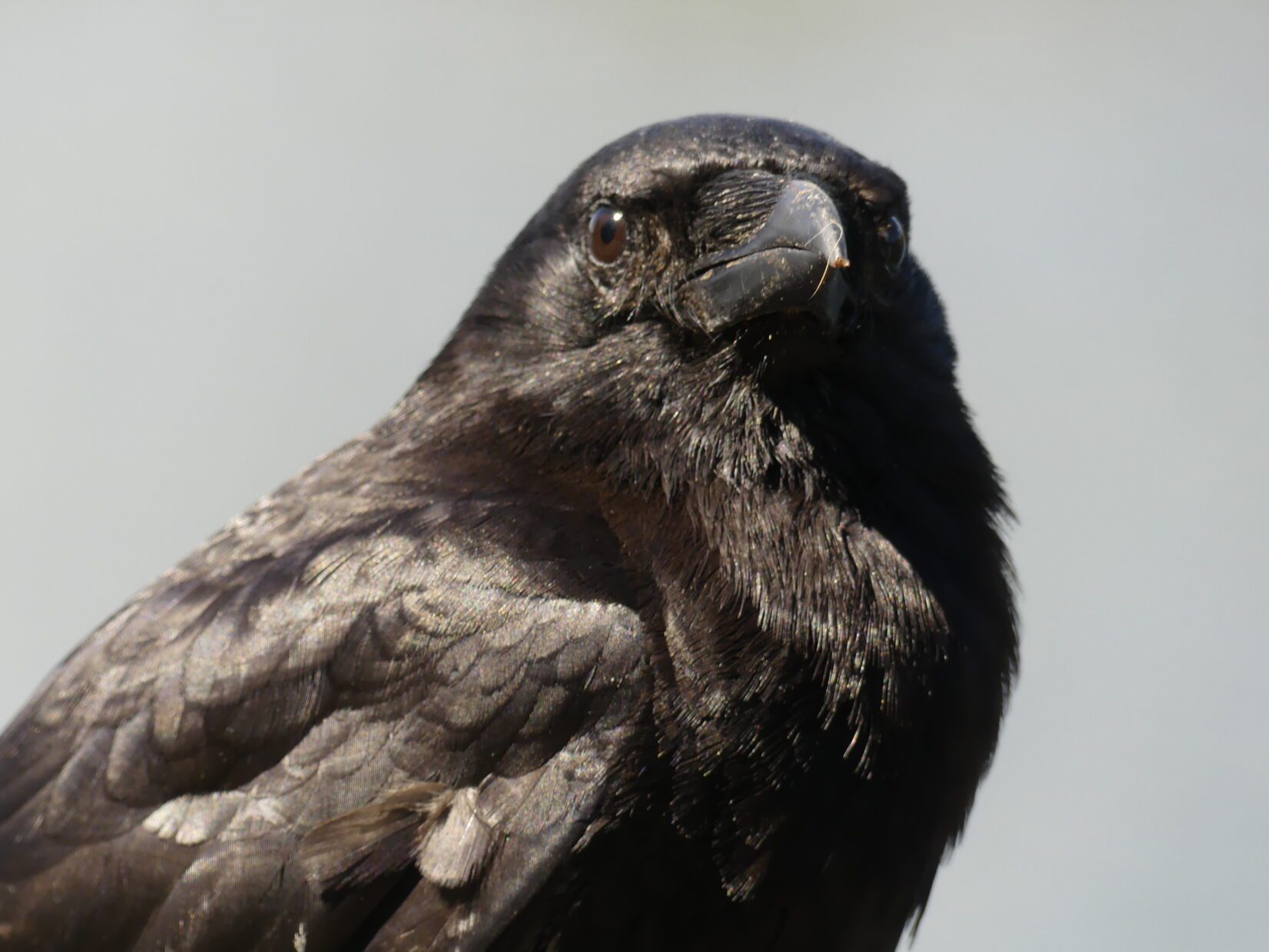 Portrait of a crow up close, looking into the camera
