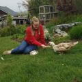 Woman feeding domestic duck on grass