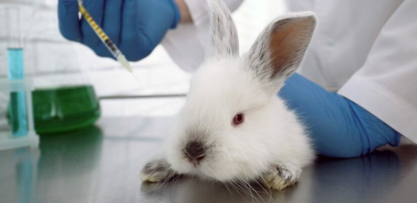Scientist with syringe and rabbit in chemical laboratory, closeup. Animal testing.