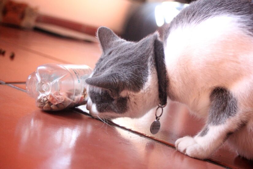 https://b1157417.smushcdn.com/1157417/wp-content/uploads/2023/04/cat-indoors-playing-with-homemade-puzzle-feeder-plastic-water-bottle-825x550.jpg?lossy=1&strip=1&webp=0