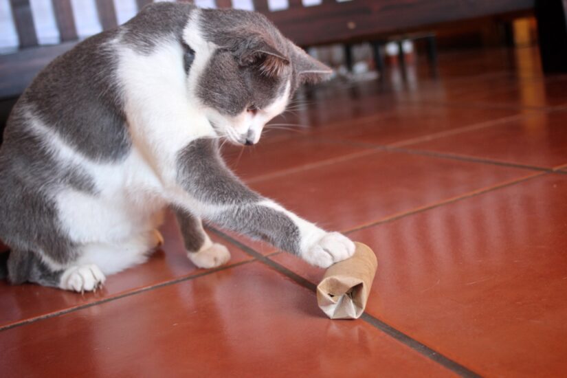 5 tips for introducing a puzzle feeder to your cat - BC SPCA