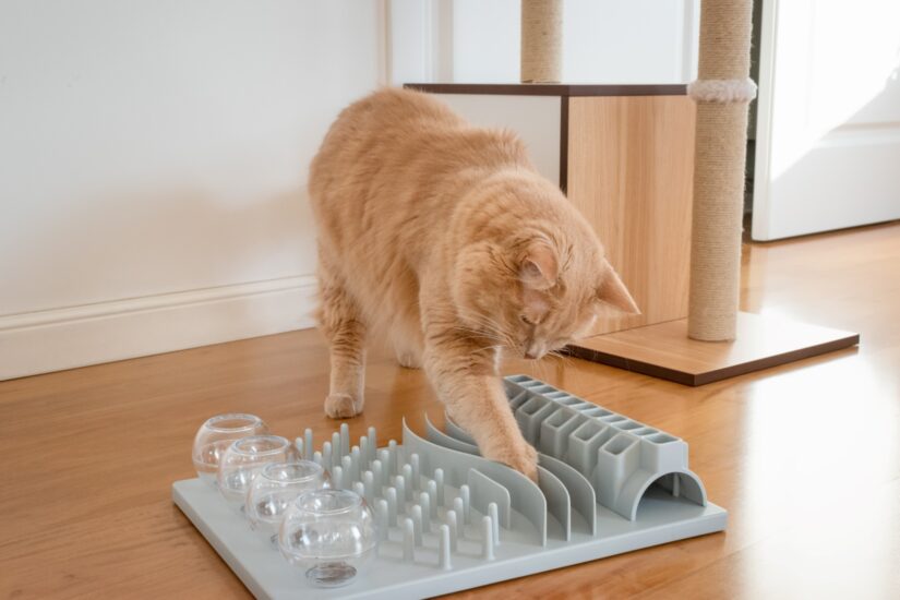 5 tips for introducing a puzzle feeder to your cat - BC SPCA