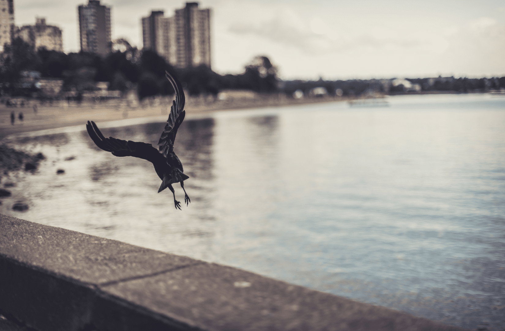 Crow flying over Vancouver seawall with view of city and beach