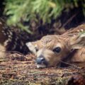 Deer fawns laying down, curling up on ground waiting for mom