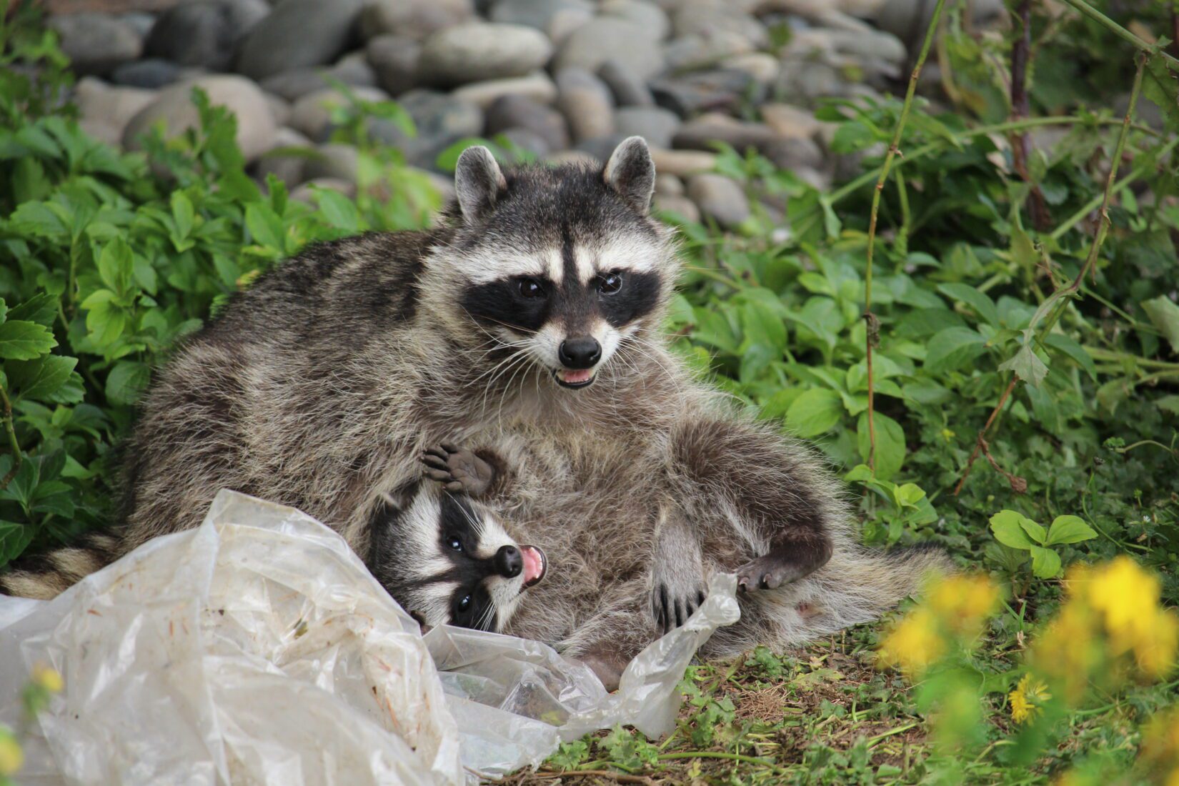 Two raccoons playing in grass near rocks