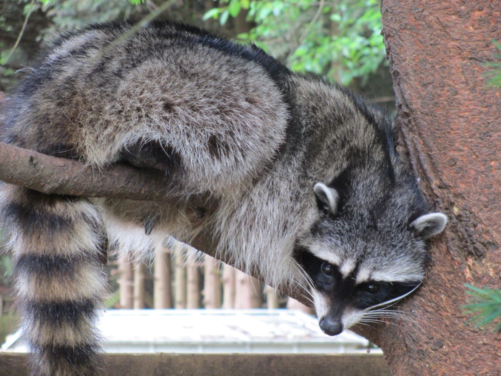 Raccoon laying on a backyard tree branch