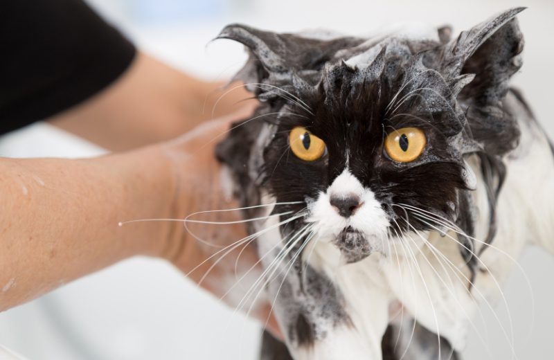 cat at grooming salon