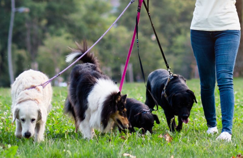 pet services dog walking four dogs happily sniffing while on a walk