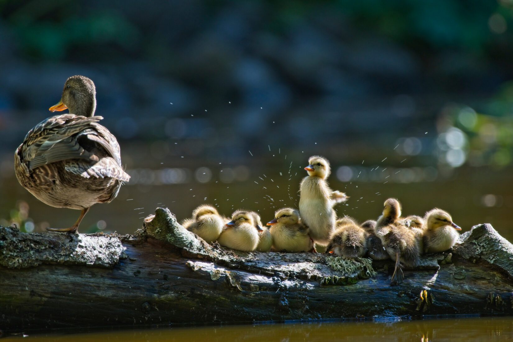 Mallard duck and ducklings in a line on a log - one duckling shaking water off