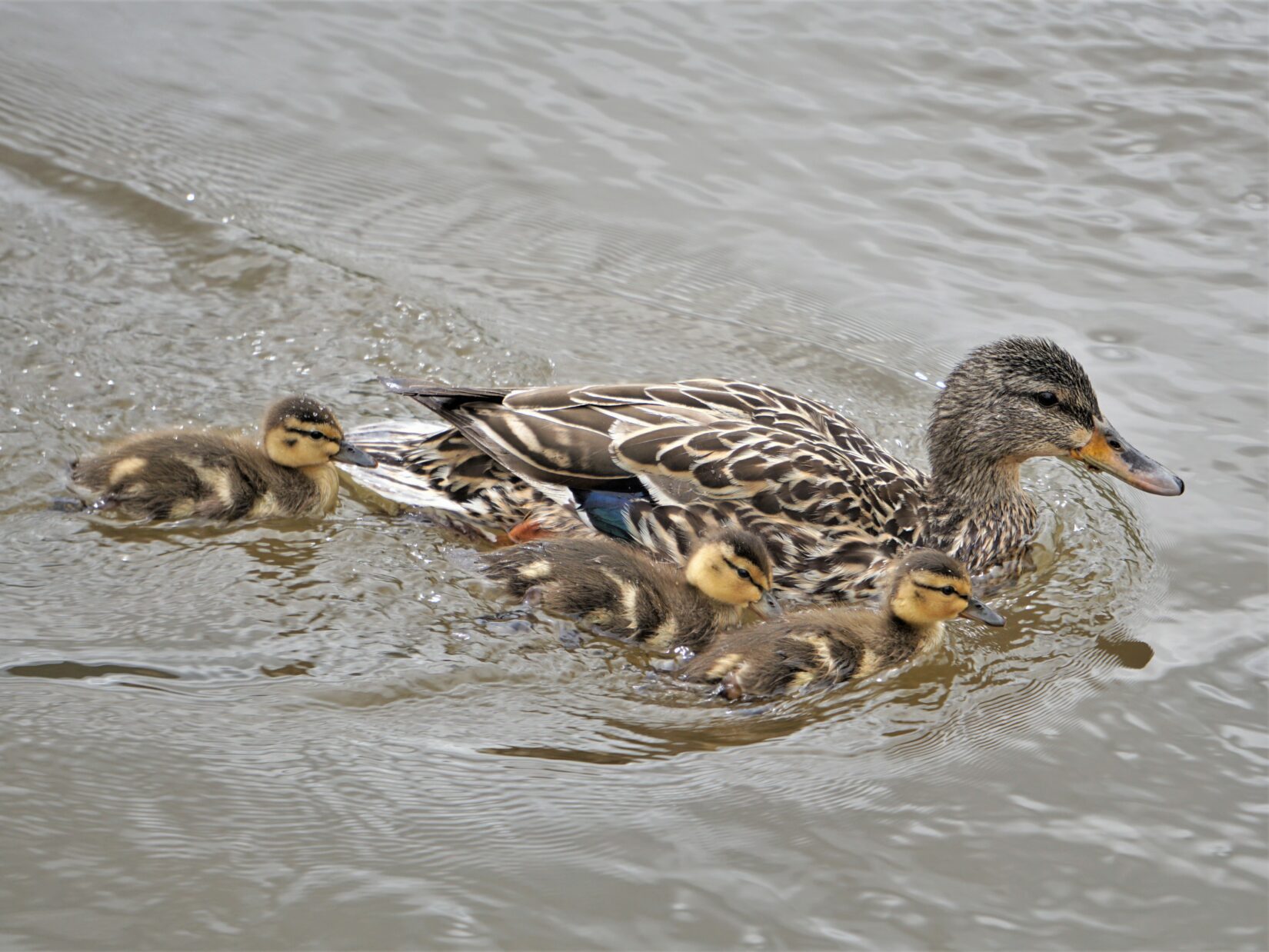 Female mallard swimming with three ducklings in tow