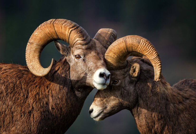 Two bighorn sheep touching heads