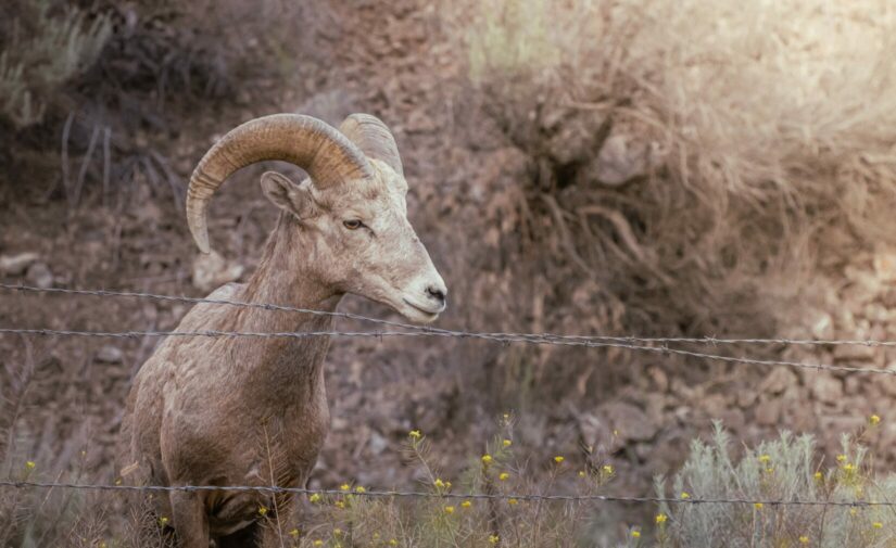 Bighorn sheep standing next to edge of barbed wire fence