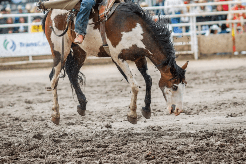 A horse trying to buck off his rider at the rodeo.