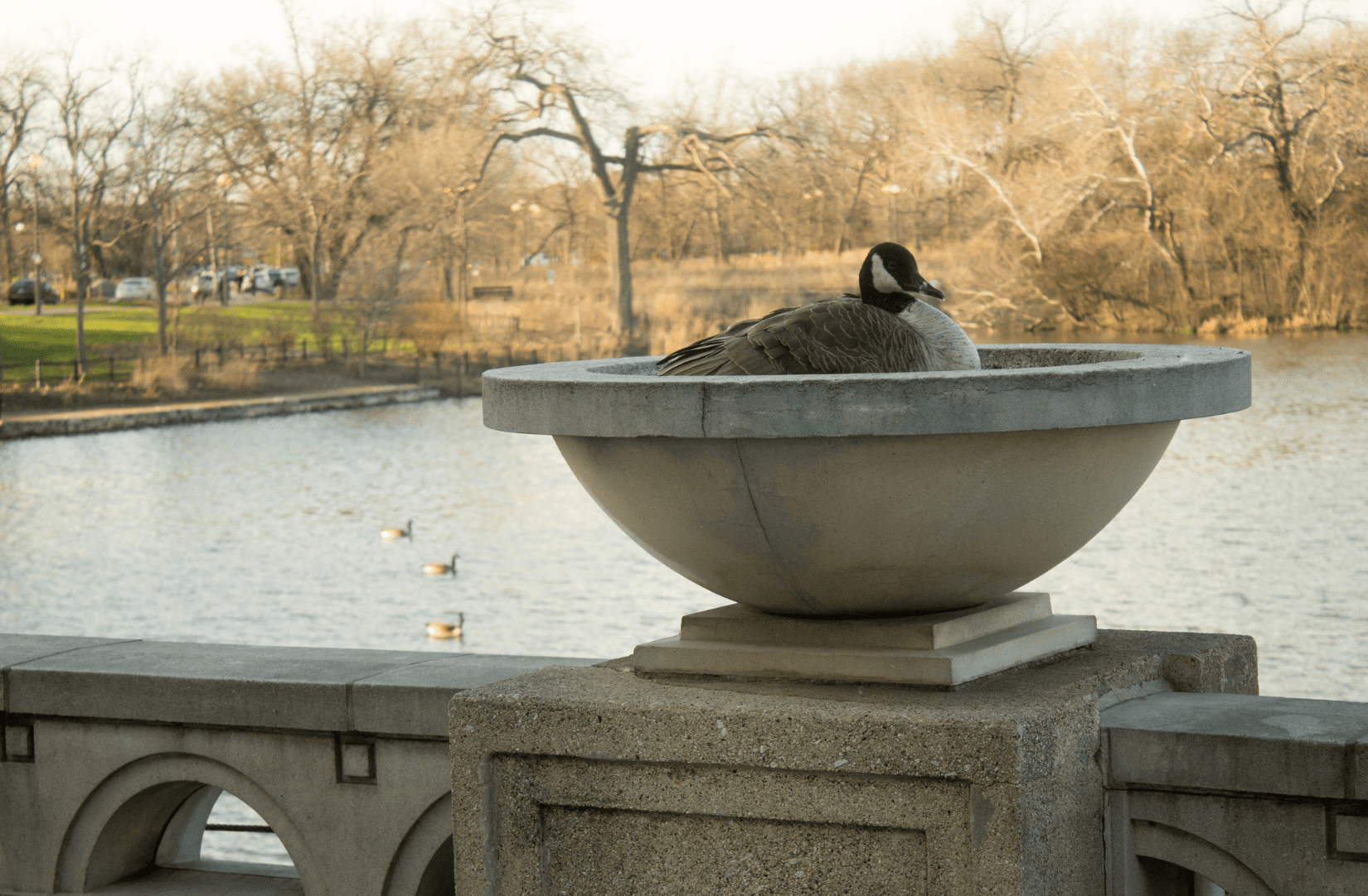 Canada goose nesting in cement basin in a park