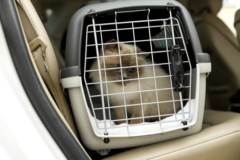 Cute Cat Inside Pet Carrier In Car