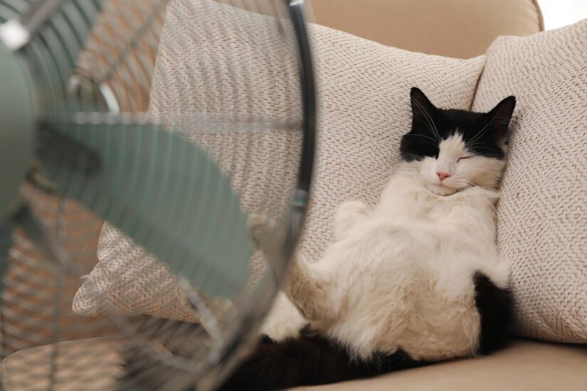 cat on sofa enjoying breeze from fan