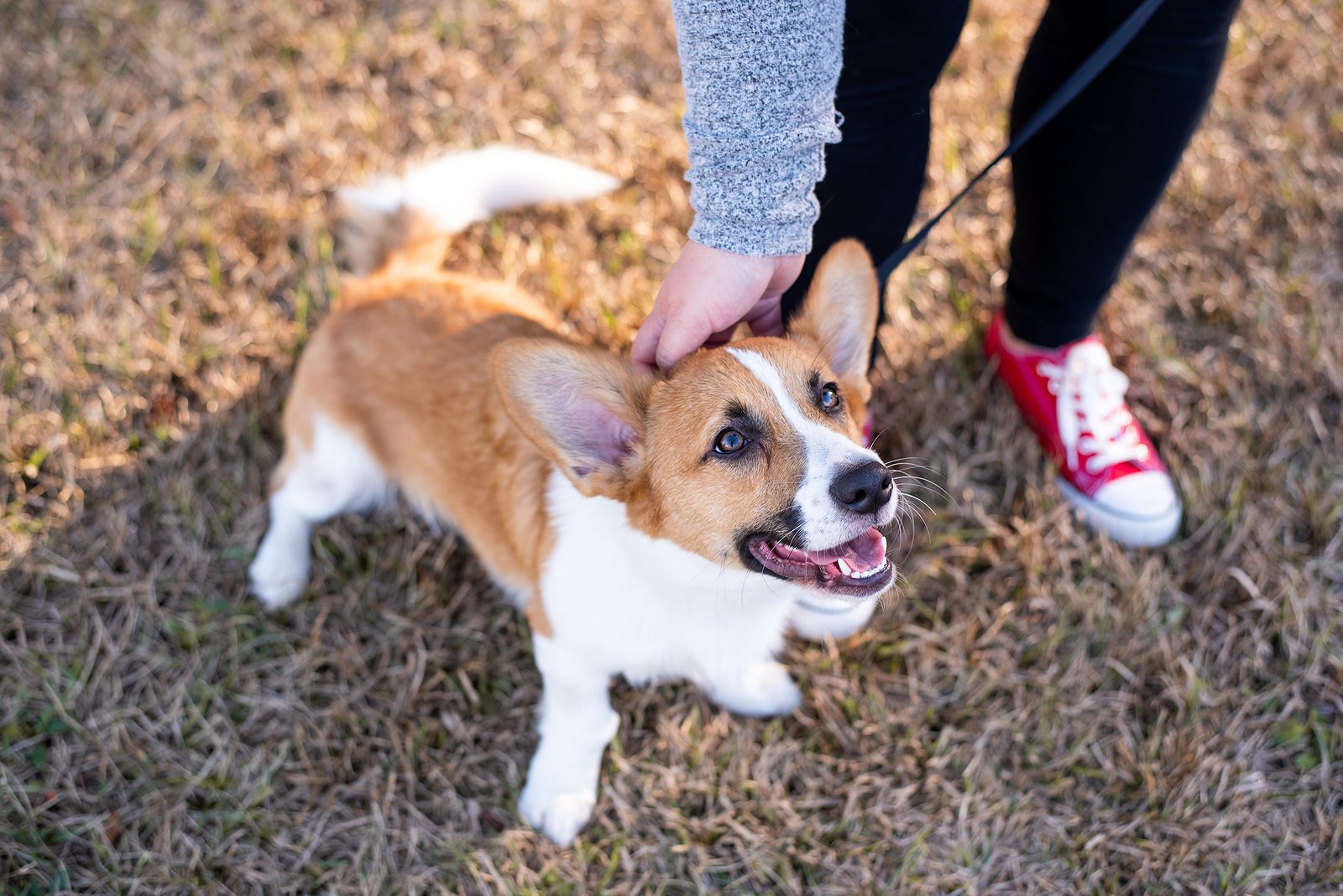 Corgi on leash with owner at a park.
