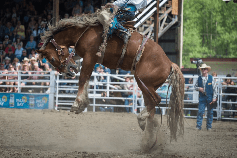 Saddle bronc riding at a rodeo.