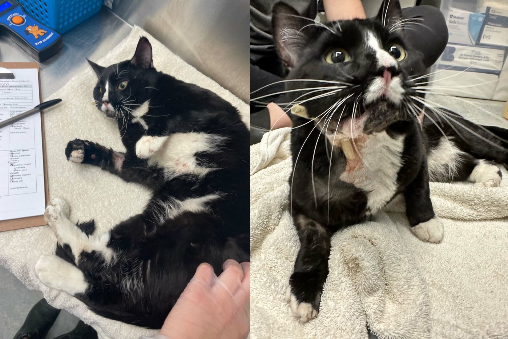 Cat hit by car needs your help BC SPCA