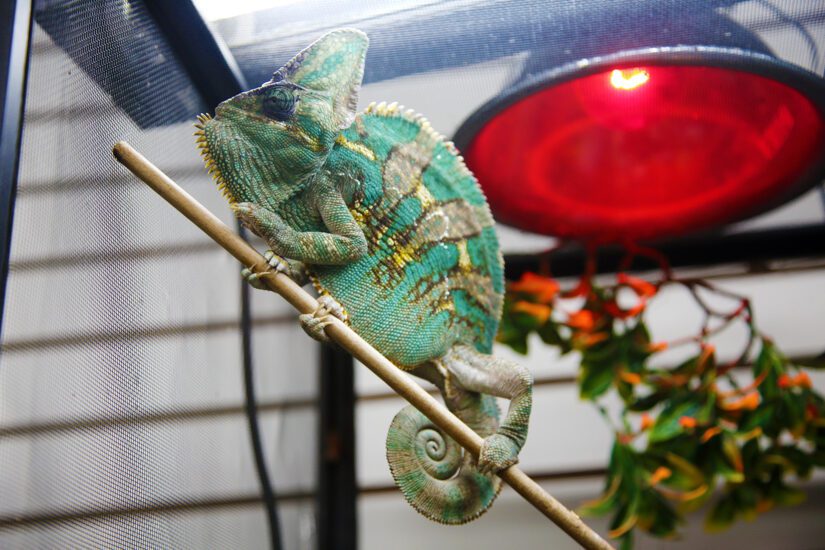 Veiled Chameleon, Priority pest animals, Pest animals, Biosecurity