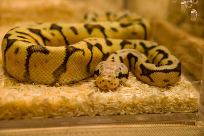 5 reasons to care about the exotic pet trade - BC SPCA