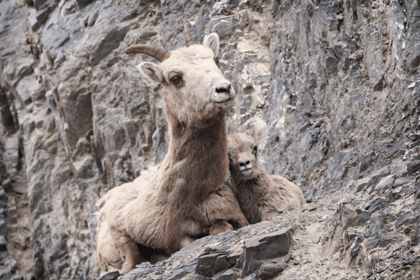 A bighorn sheep ewe and a young lamb lay side-by-side on a rock ledge in Alberta.