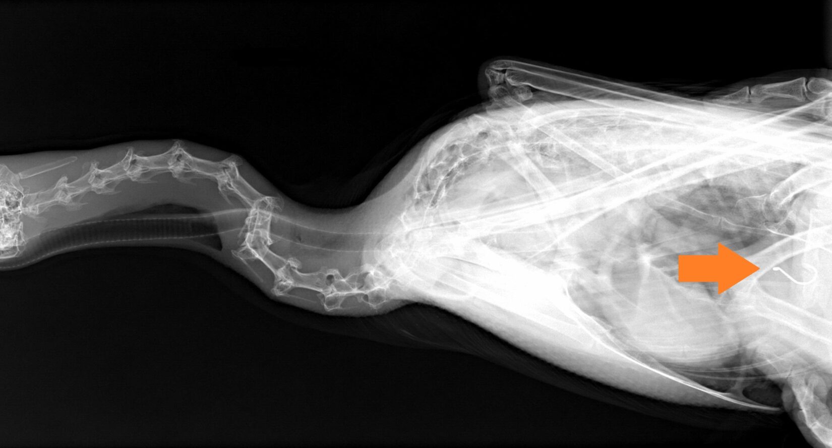 X-ray of a cormorant who swallowed a fish hook