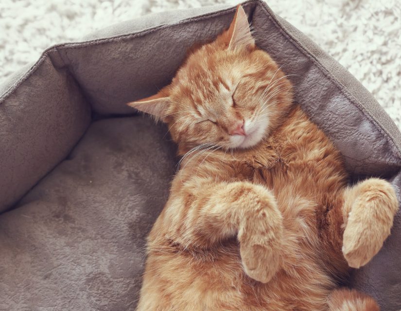 cat sleeping in cozy bed at pet boarding facility