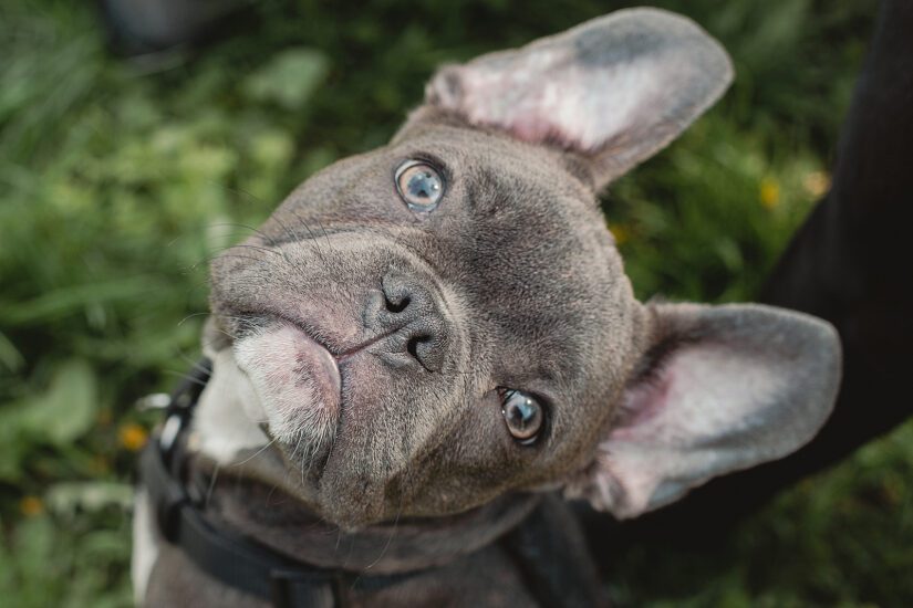 French bulldog refuses to let lack of water keep him from swimming