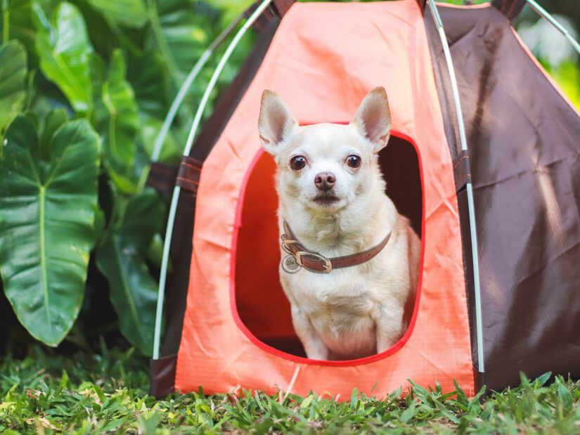Portrait of brown short hair Chihuahua dog sitting in an orange camping tent on green grass, outdoors, looking at camera.