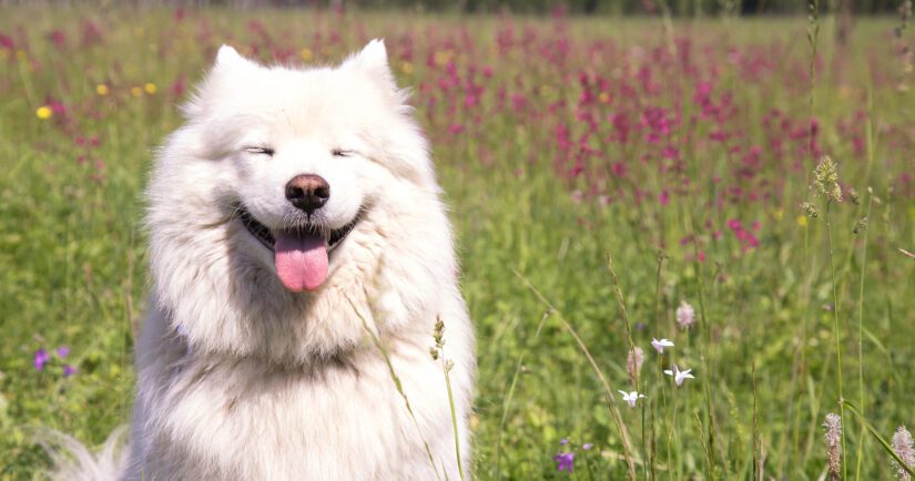 A happy dog of the Samoyed breed sits with his eyes closed against the background of a blooming meadow.