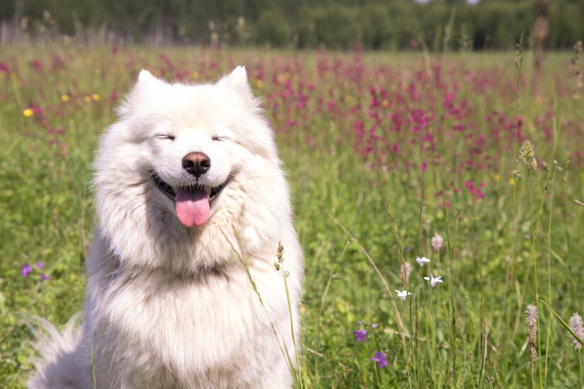 A happy dog of the Samoyed breed sits with his eyes closed against the background of a blooming meadow.