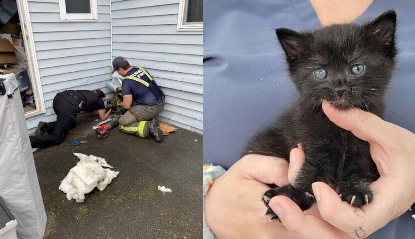 A crow, a cub, a rescue cat and more: the best of B.C. animal