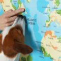Person with dog pointing at location on world map, closeup