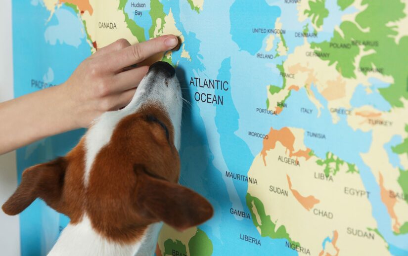 Person with dog pointing at location on world map, closeup