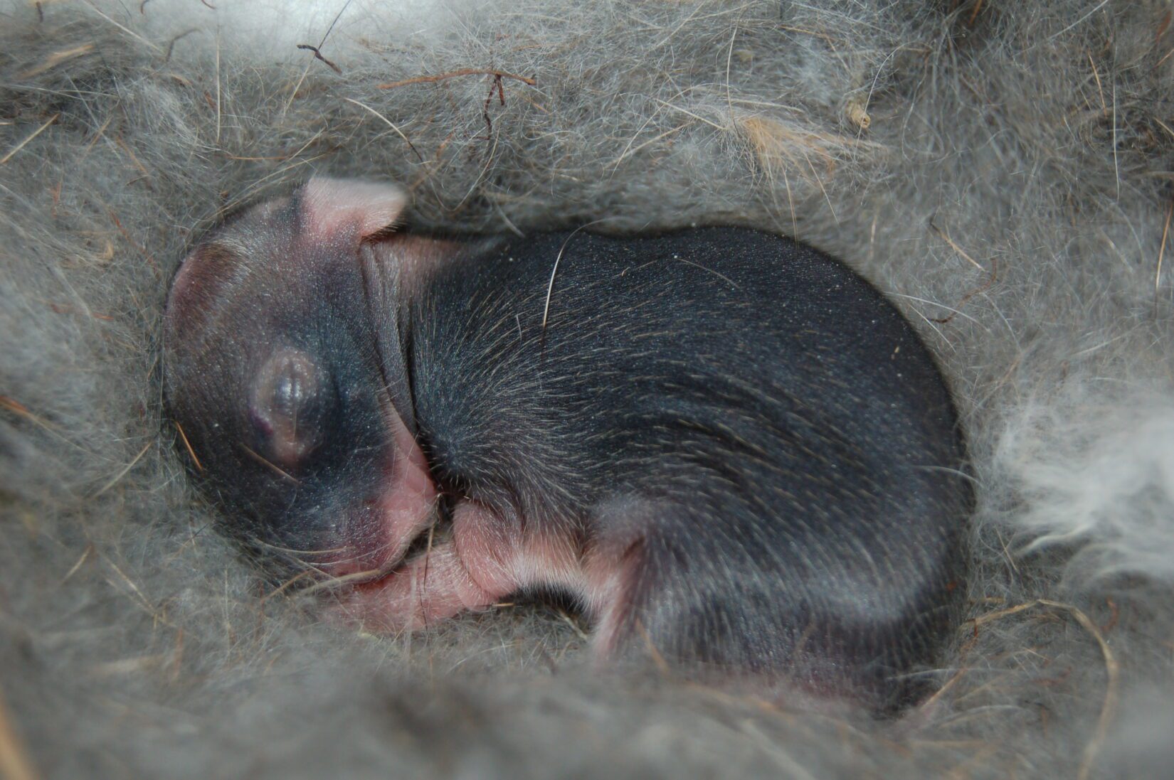 newborn bunny rabbits