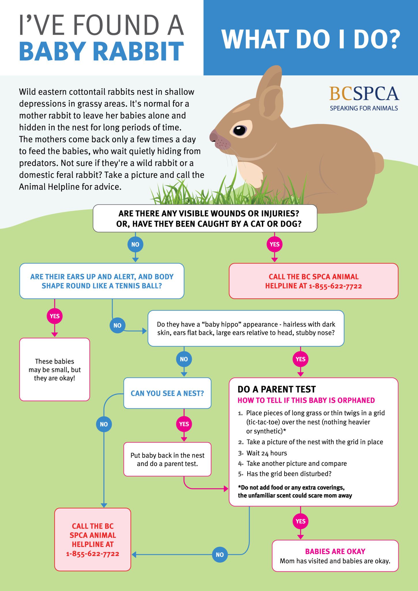 5 reasons to care about the exotic pet trade - BC SPCA