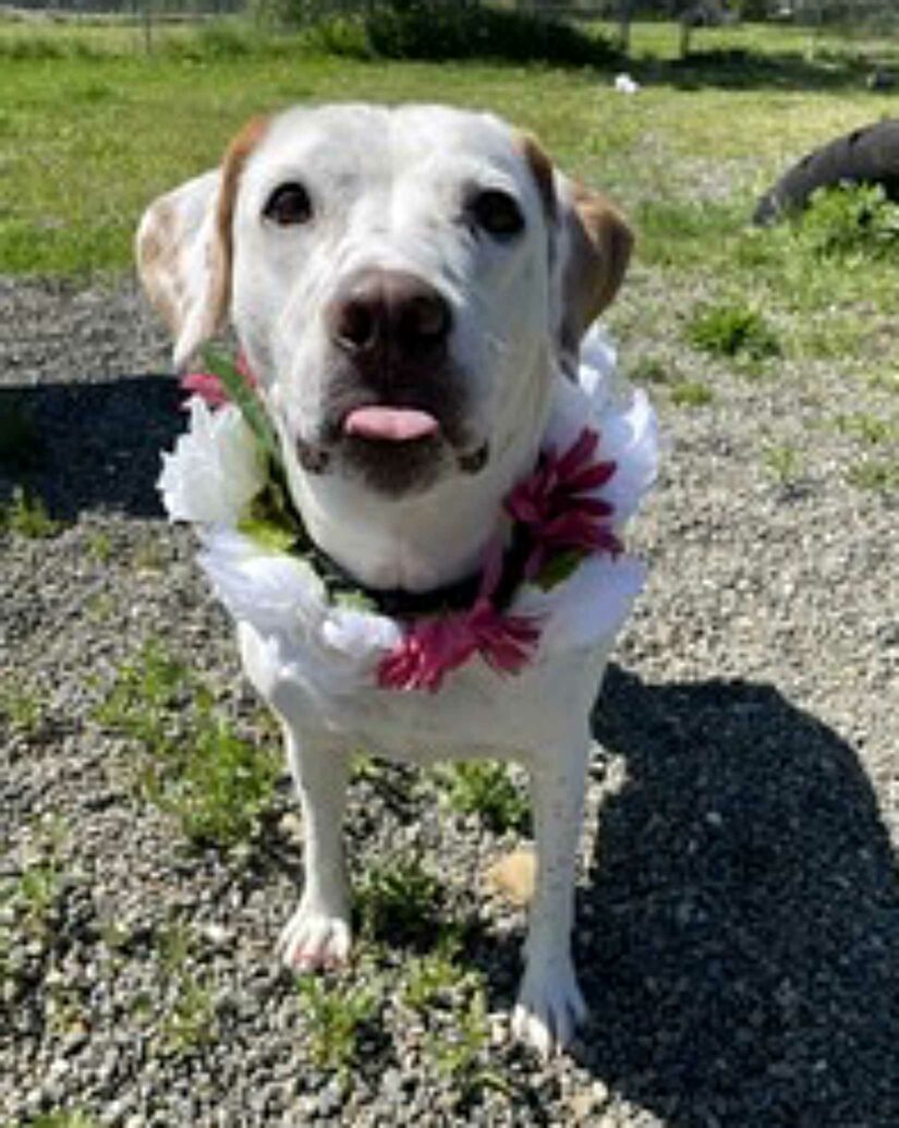 BC SPCA Comox Valley