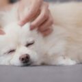 relaxed small white dog enjoying a massage