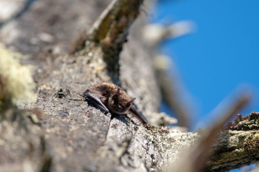 Bats Make Good Neighbors: Ten Facts That May Surprise You