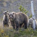 grizzly-bear-with-two-cubs