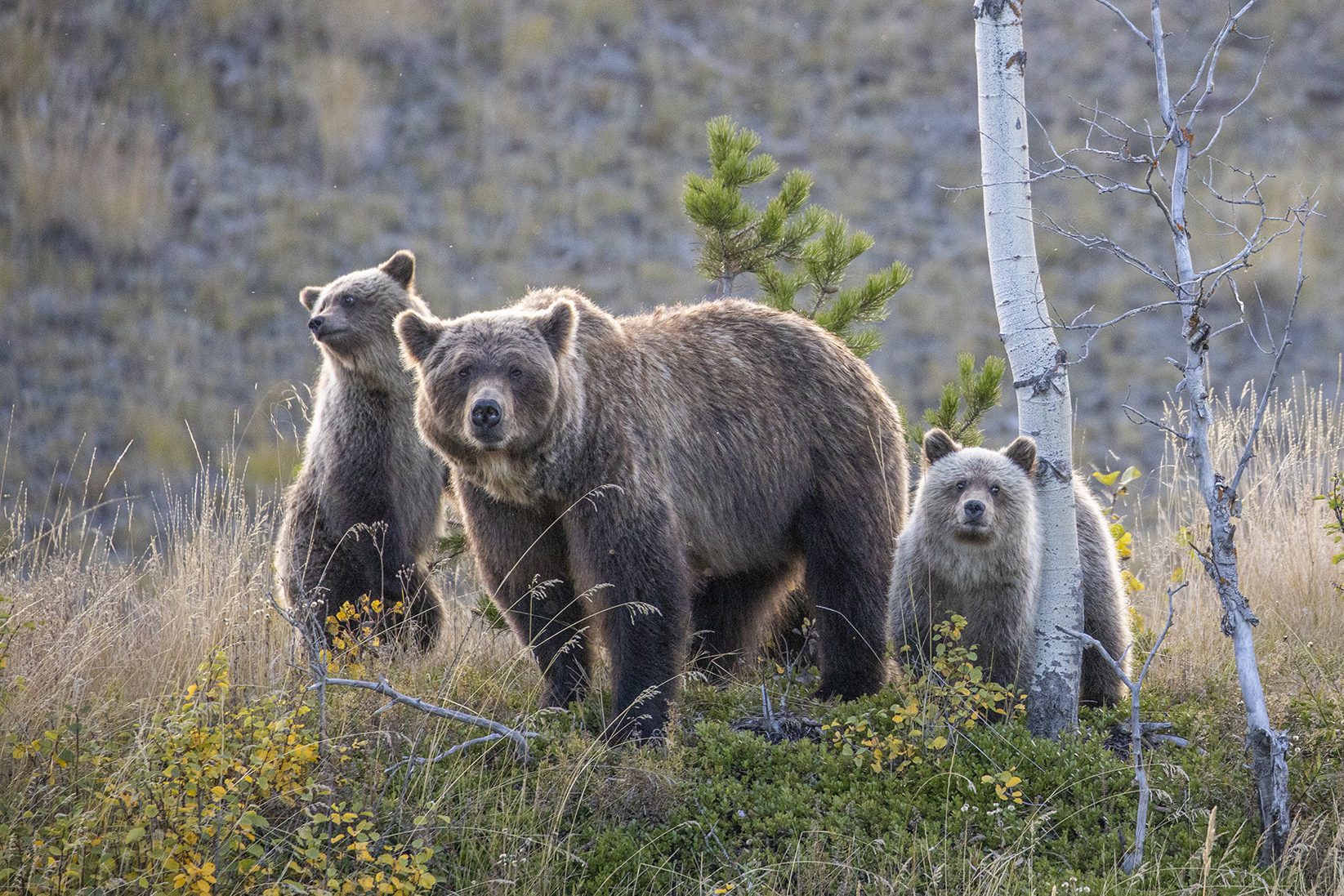 grizzly-bear-with-two-cubs