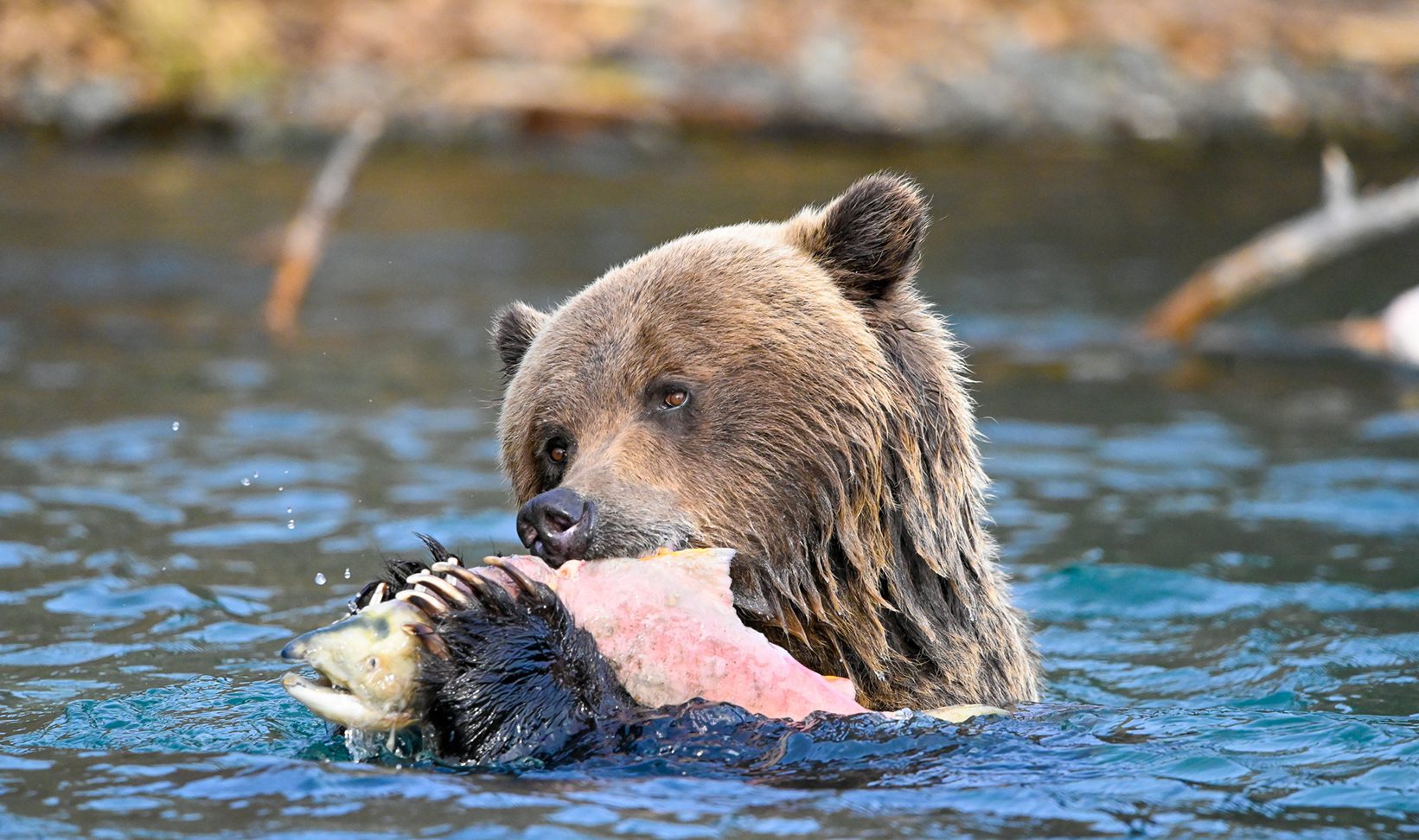 grizzly-bear-eating-salmon