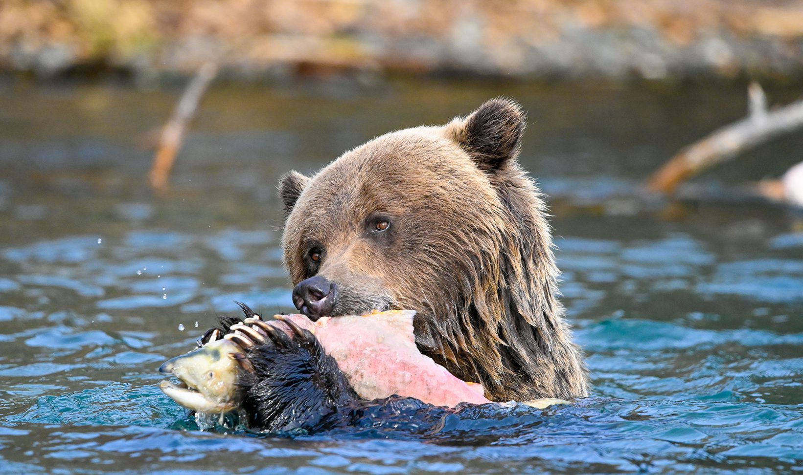 Province seeking feedback on grizzly bear stewardship framework