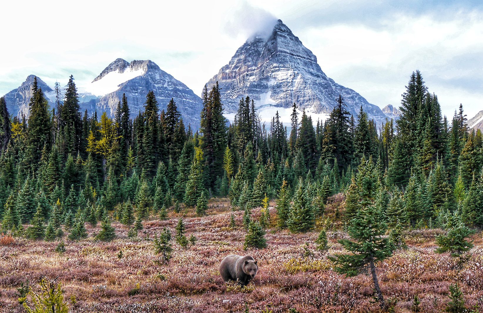 Province seeking feedback on grizzly bear stewardship framework - BC SPCA